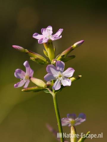 Zeepkruid, bloemen NHD Castricum 1