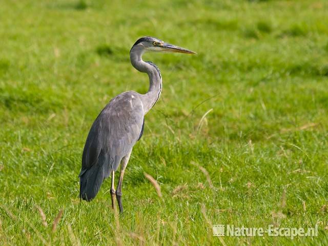 Blauwe reiger Wormer en Jisperveld 7