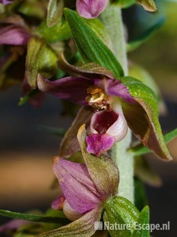 Breedbladige wespenorchis NHD Bergen 1