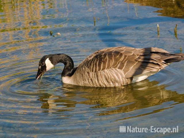 Canadese gans, foeragerend Hijm NHD Castricum 3