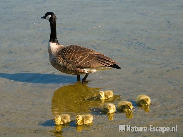 Canadese gans met juvenielen Hijm NHD Castricum 22