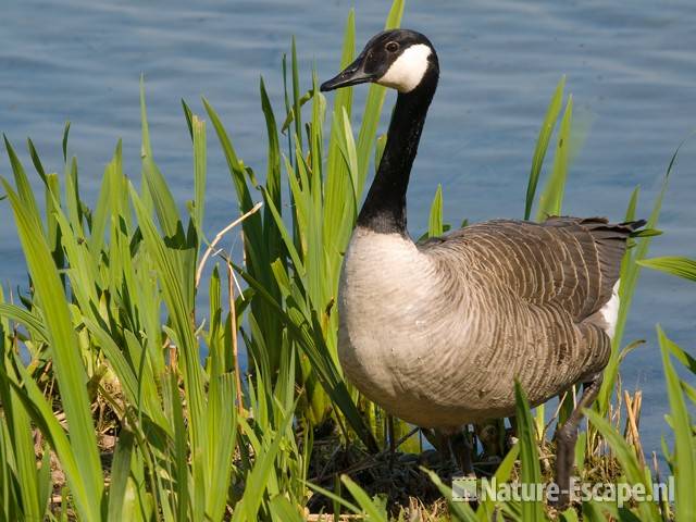 Canadese gans tussen gele lissen Hijm NHD Castricum 2