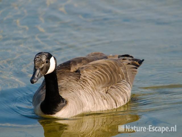 Canadese gans, zwemmend Hijm NHD Castricum 8