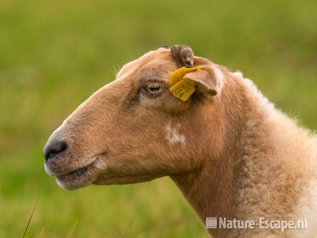 Drents heideschaap, detail kop AWD2