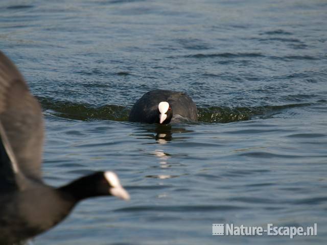 Meerkoet, agressief tegen soortgenoot Vogelmeer NPZK