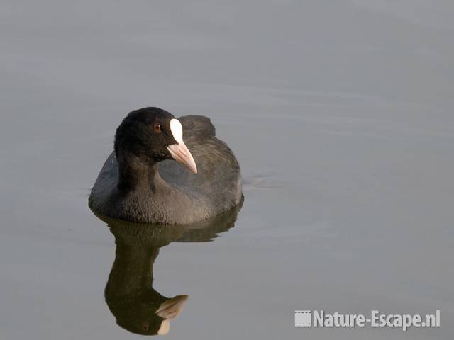 Meerkoet Vogelmeer NPZK1