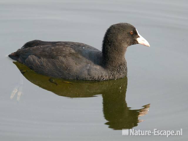 Meerkoet Vogelmeer NPZK8