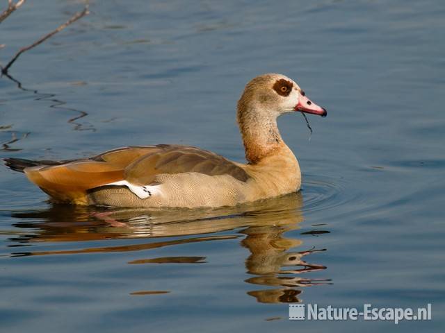 Nijlgans Vogelmeer NPZK2