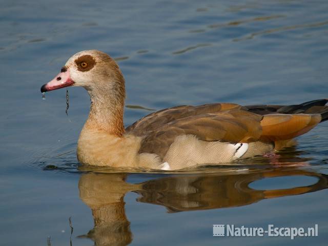 Nijlgans Vogelmeer NPZK3