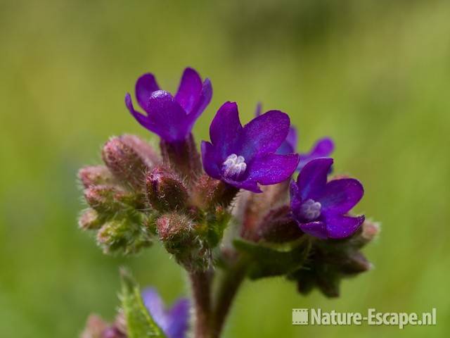 Ossentong, bloemen AWD2