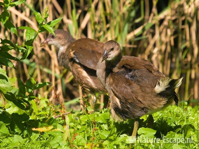 Waterhoen, juvenielen AZF1