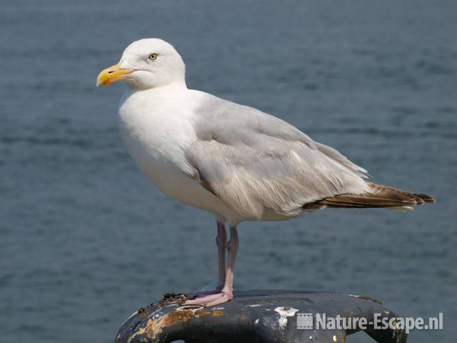 Zilvermeeuw op bolder IJmuiden 1