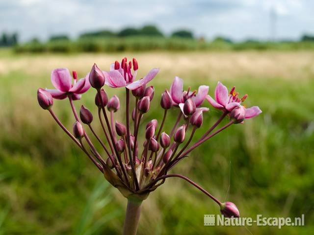 Zwanenbloem met achtergrond Wormer en Jisperveld 1