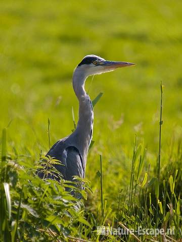 Blauwe reiger Krommeniedijk 1