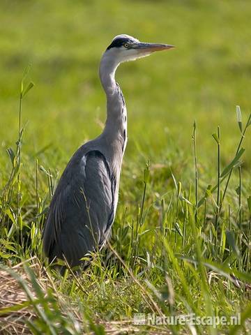 Blauwe reiger Krommeniedijk 4