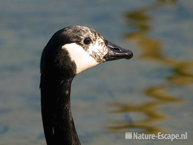 Canadese gans, detail kop Hijm NHD Castricum 4