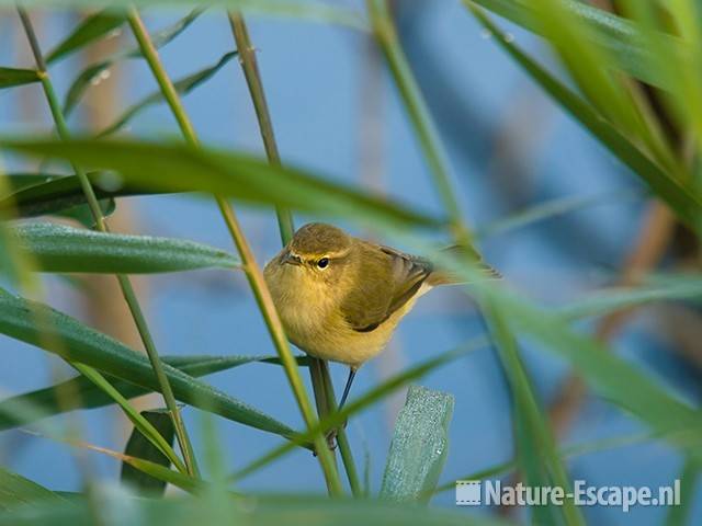 Fitis in riet Vogelmeer NPZK1