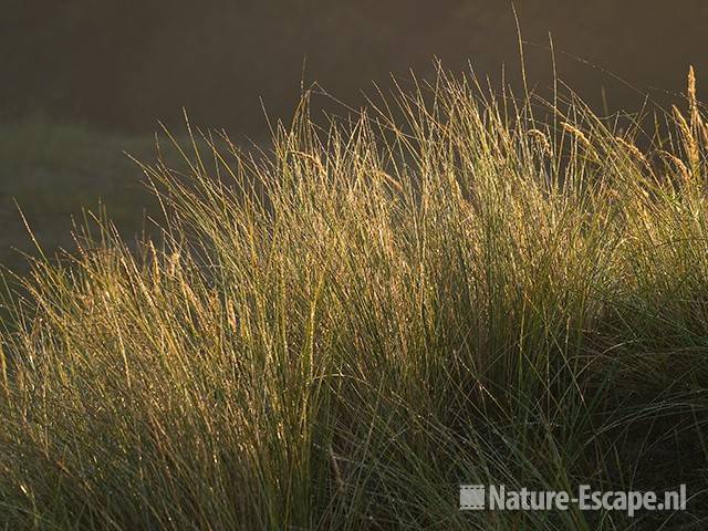 Gras met dauw in ochtendlicht AWD1