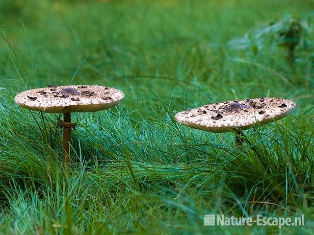 Grote parasolzwammen AWD1