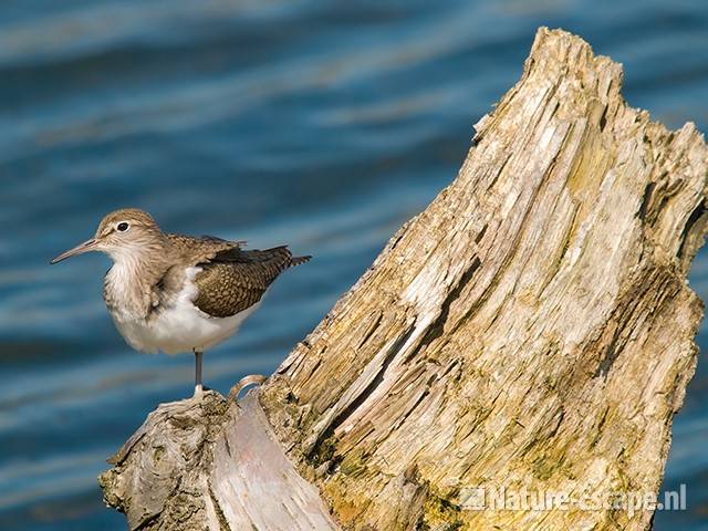 Oeverloper op stronk van berk Vogelmeer NPZK13