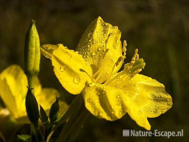 Teunisbloem NHD Castricum 1