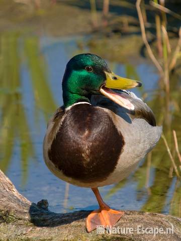 Wilde eend, woerd kwakend Hijm NHD Castricum