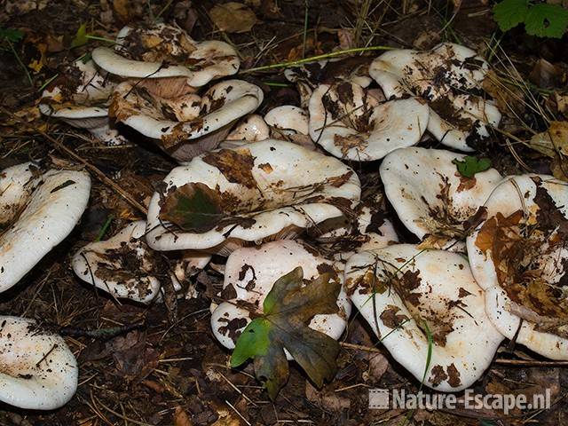 Witte russula NHD Bakkum 1