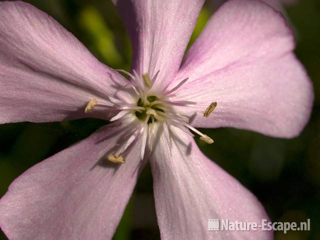 Zeepkruid, detail bloem AWD4