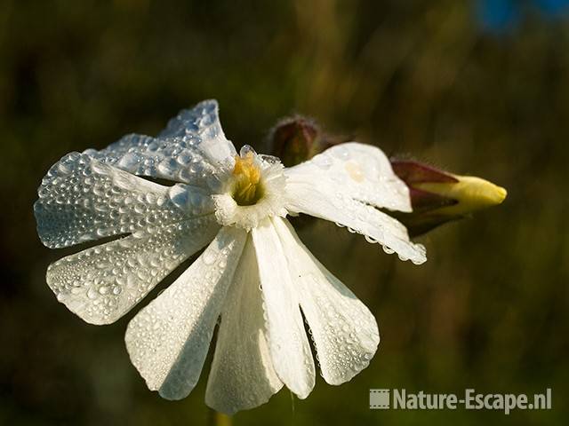 Avondkoekoeksbloem, met dauwdruppels NHD Castricum 2