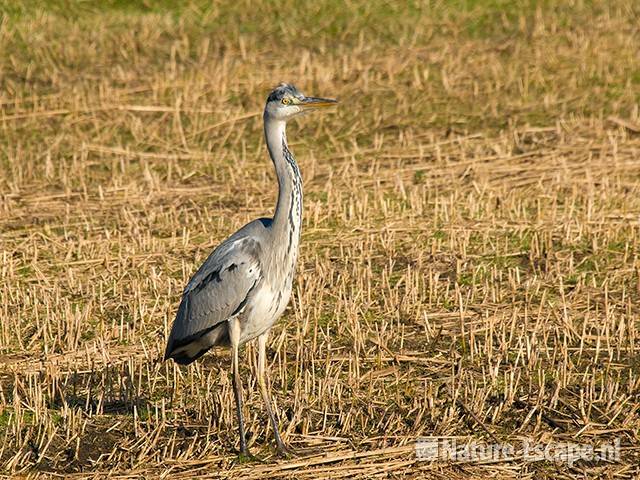 Blauwe reiger AWD2