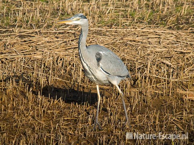 Blauwe reiger AWD4