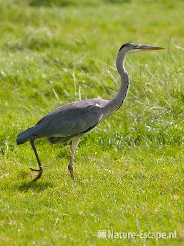 Blauwe reiger, lopend, Womer- en Jisperveld 3