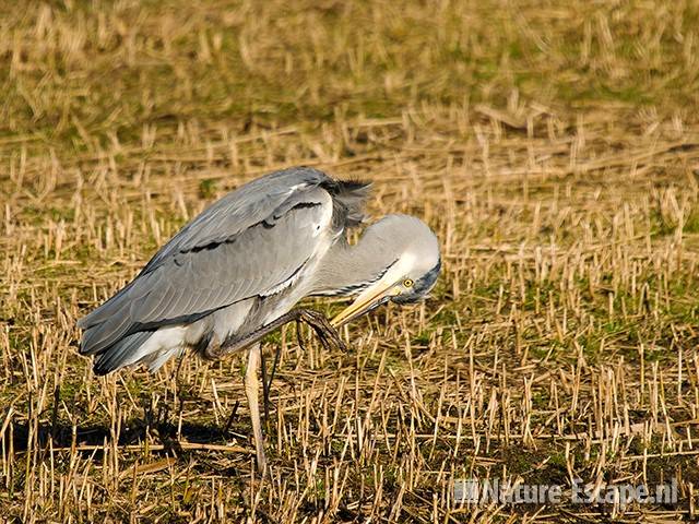 Blauwe reiger, schoonmaken tenen, AWD1