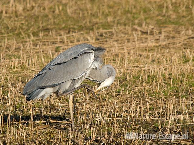 Blauwe reiger, schoonmaken tenen, AWD4