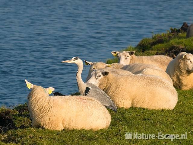 Blauwe reiger tussen schapen Zwmp1