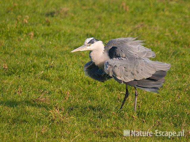 Blauwe reiger, veren opschuddend Zwmp1