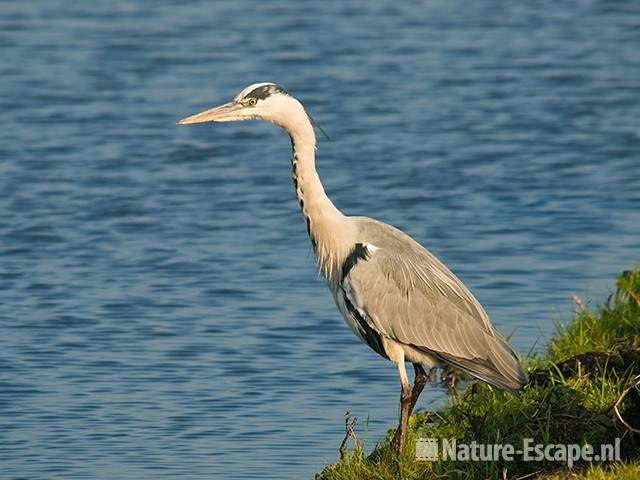 Blauwe reiger Zwmp3