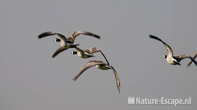 Brandganzen, vliegend boven Krommenieër Woudpolder 1