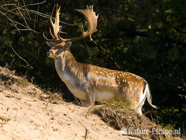 Damhert, bok AWD3