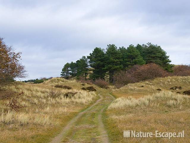 Duinlandschap NHD Bergen 1