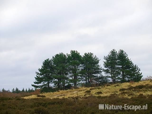 Duinlandschap NHD Bergen 2