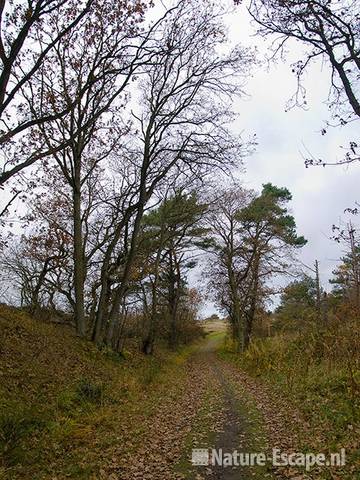 Duinlandschap NHD Bergen 3