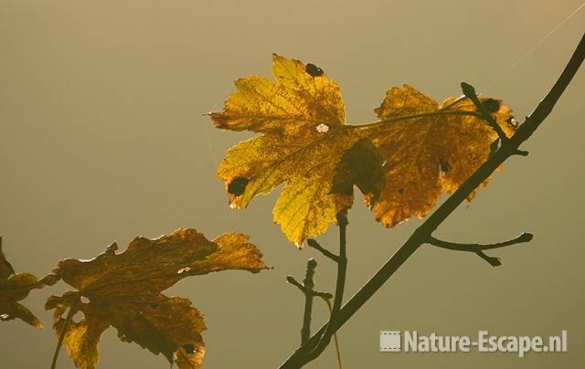 Gewone esdoorn, herfstblad met inktvlekkenziekte AWD1