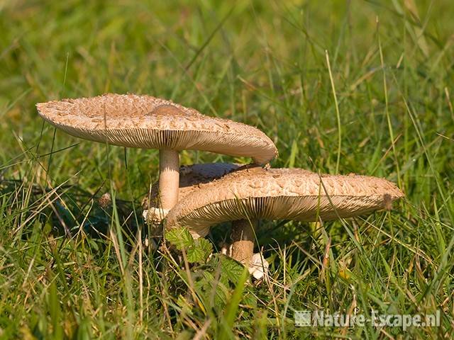 Grote parasolzwammen NHD Castricum 1