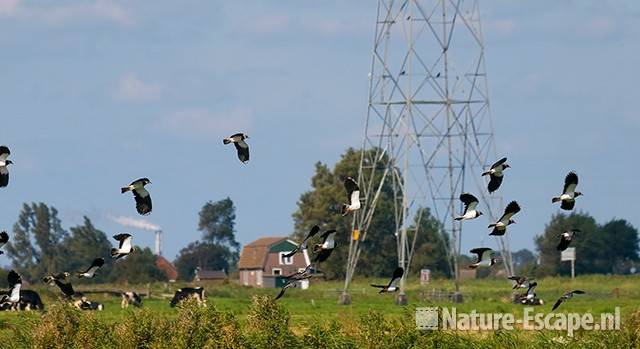 Kieviten, vliegend Krommenieër Woudpolder 4