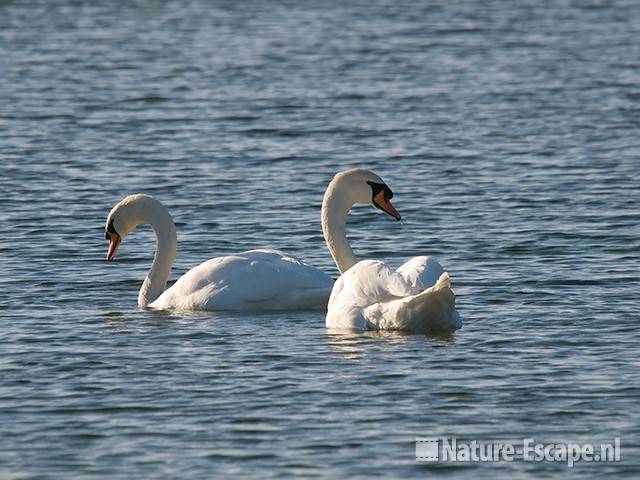 Knobbelzwanen AWD2