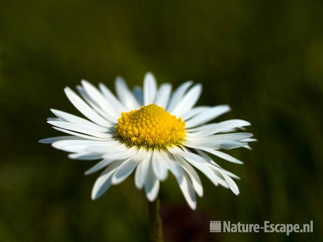 Madeliefje, detail bloem Zwmp2