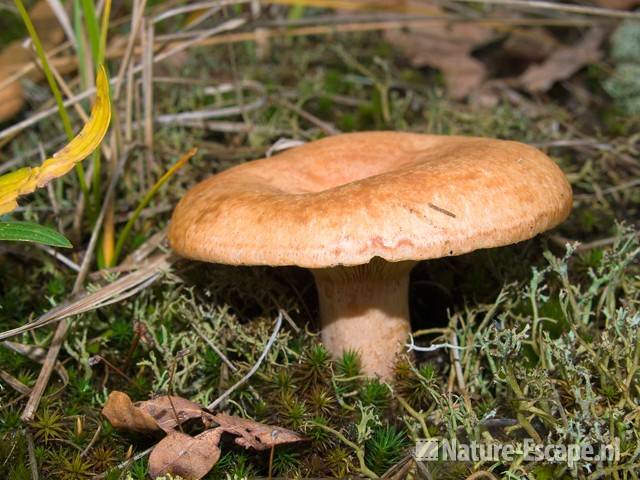 Russula NHD Bergen 7