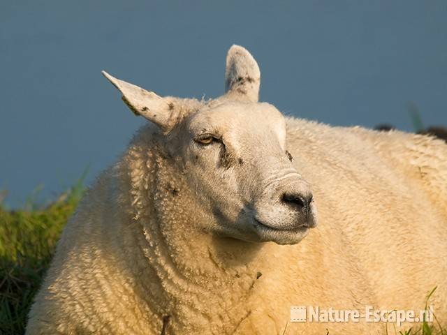 Schaap Zwmp3