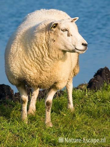 Schaap Zwmp8